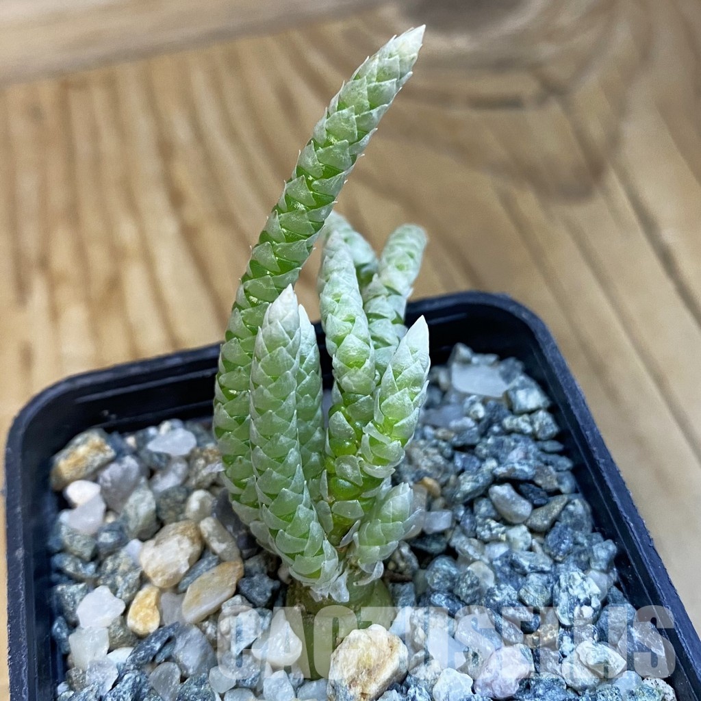 SH34400 Avonia vespertina 04/25
