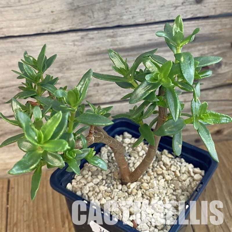SH34378 Crassula sarcocaulis