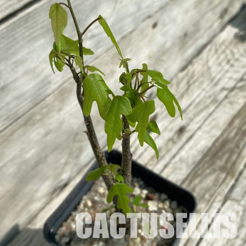 SH34403 Adenia olaboensis