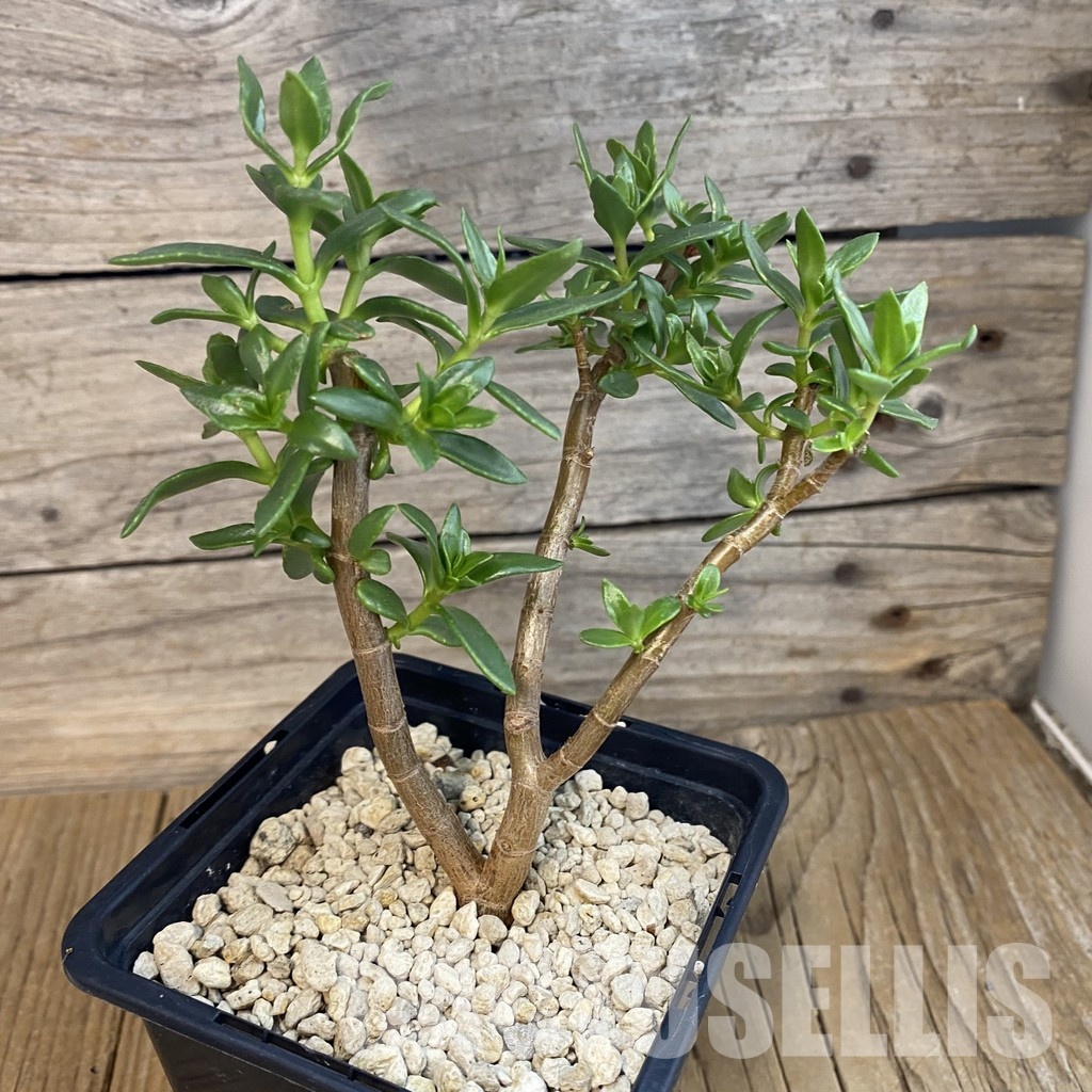 SH34378 Crassula sarcocaulis - Зображення 2