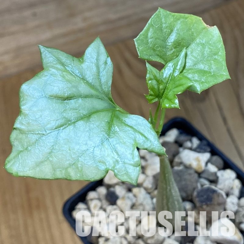 SH34405 Gerrardanthus lobatus