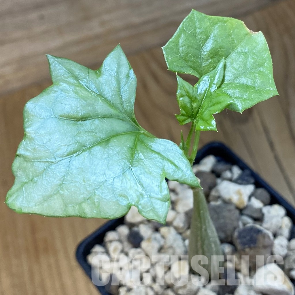SH34405 Gerrardanthus lobatus