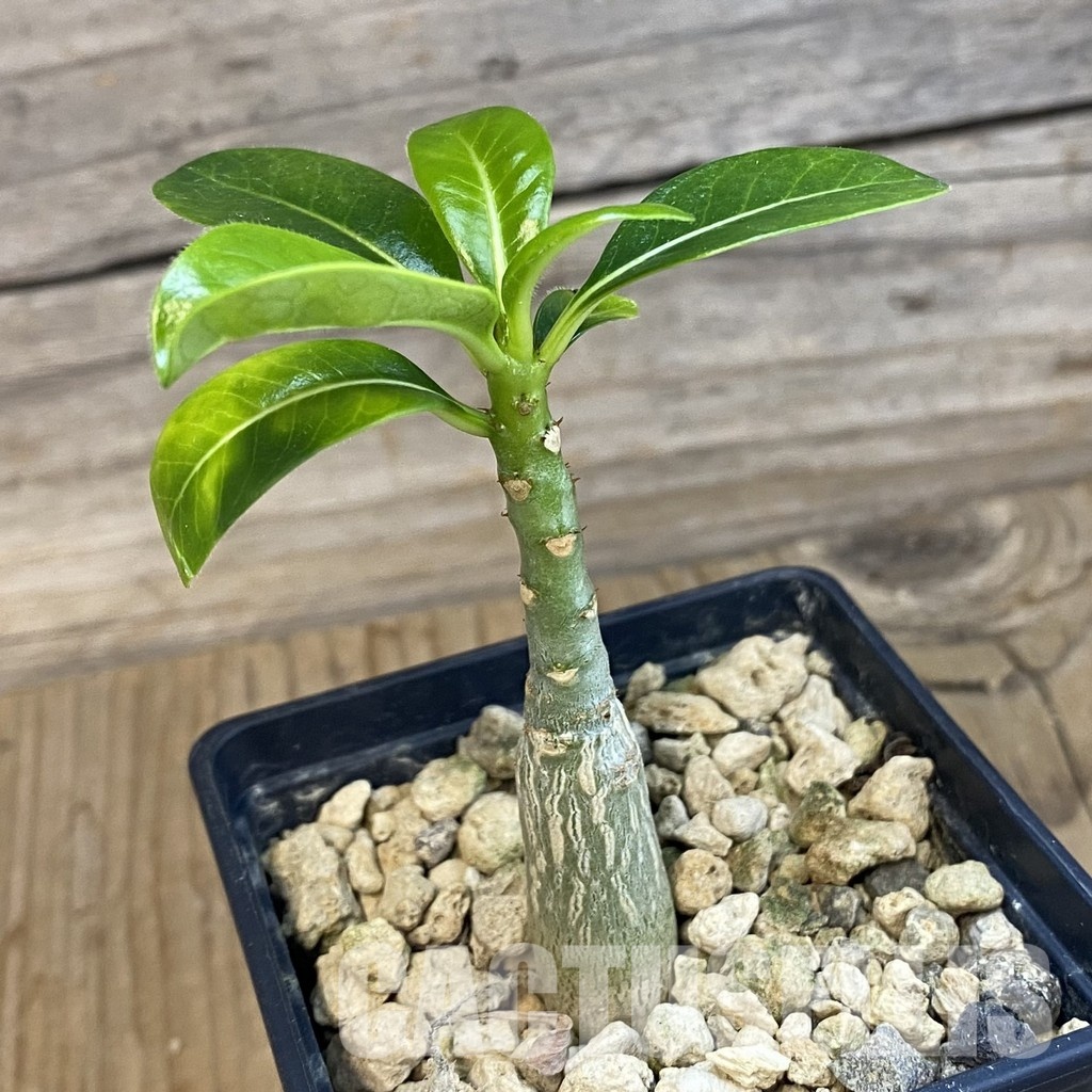 SH34406 Pachypodium decaryi - Image 2