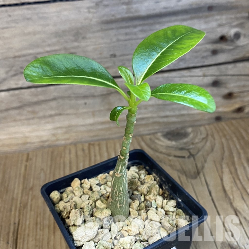 SH34407 Pachypodium decaryi - Image 2