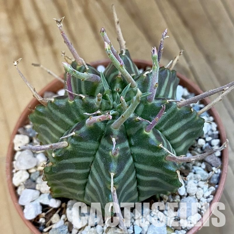 SH34408 Euphorbia valida