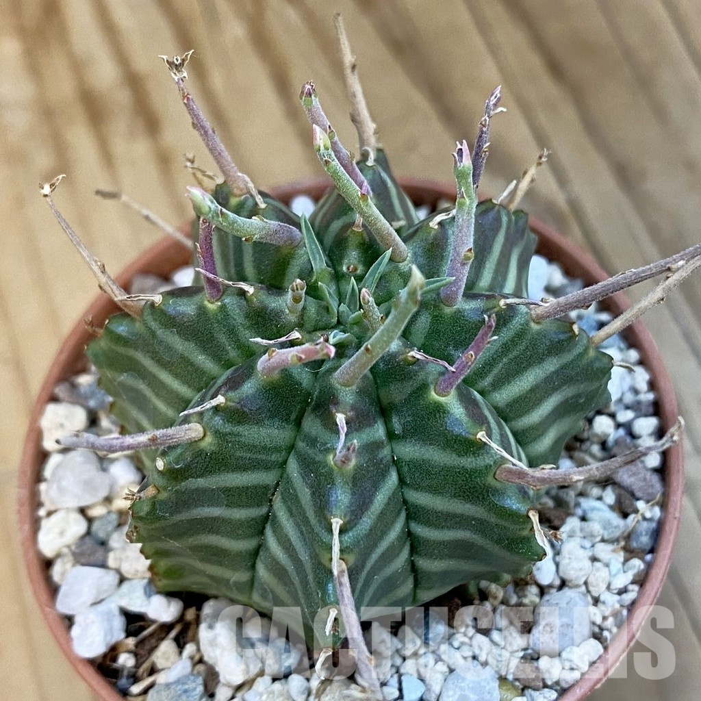 SH34408 Euphorbia valida