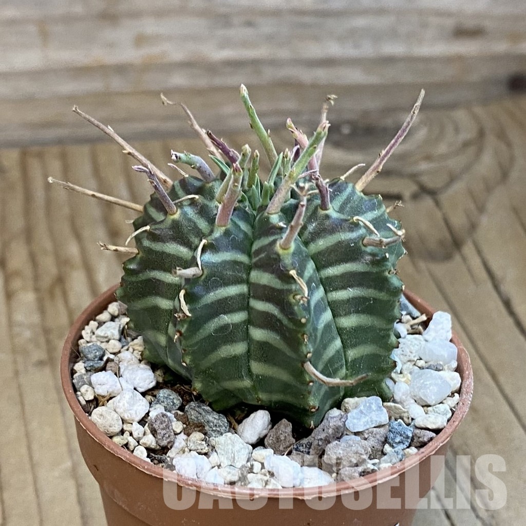 SH34408 Euphorbia valida - Image 2