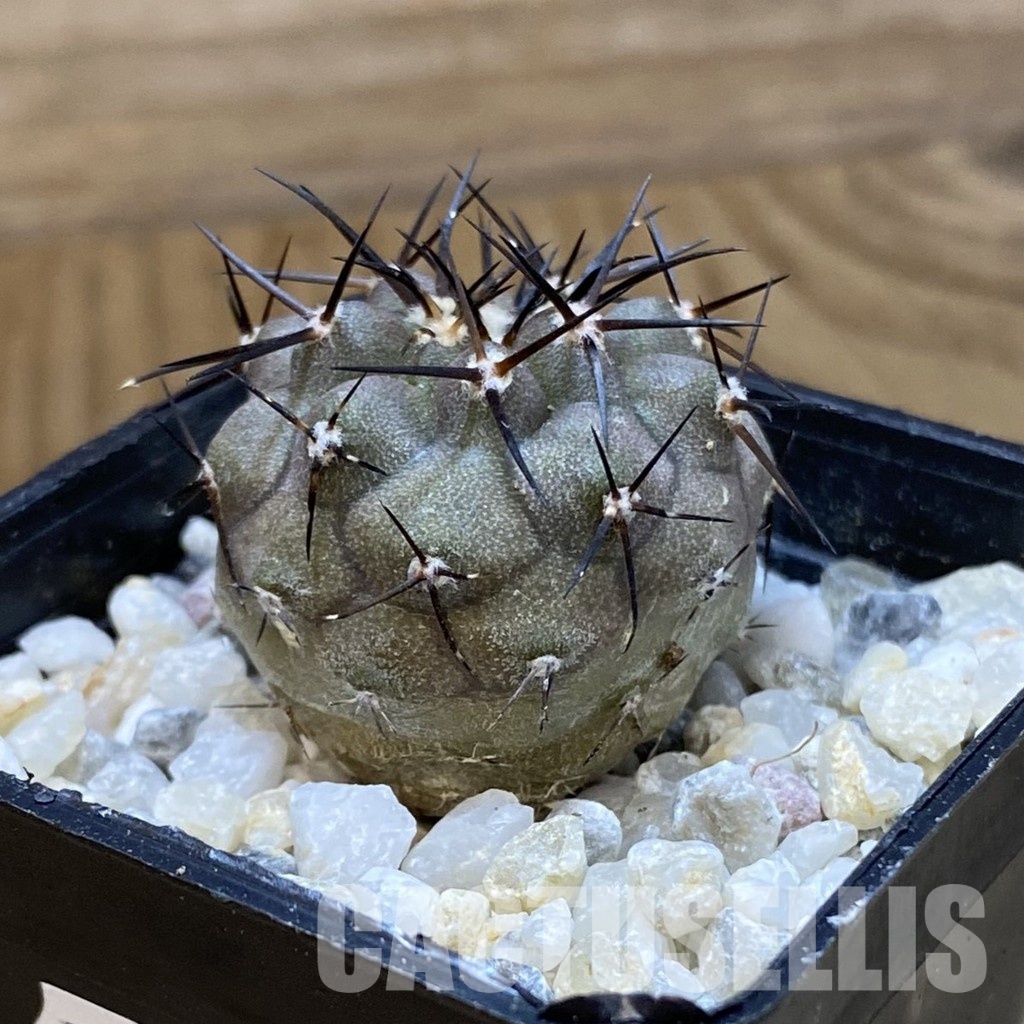SH34492 Copiapoa cinerea f. solitaria PHA 3026, seedling - Image 2