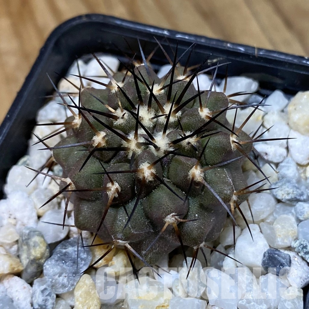 SH34493 Copiapoa cinerea f. solitaria PHA 3026, seedling