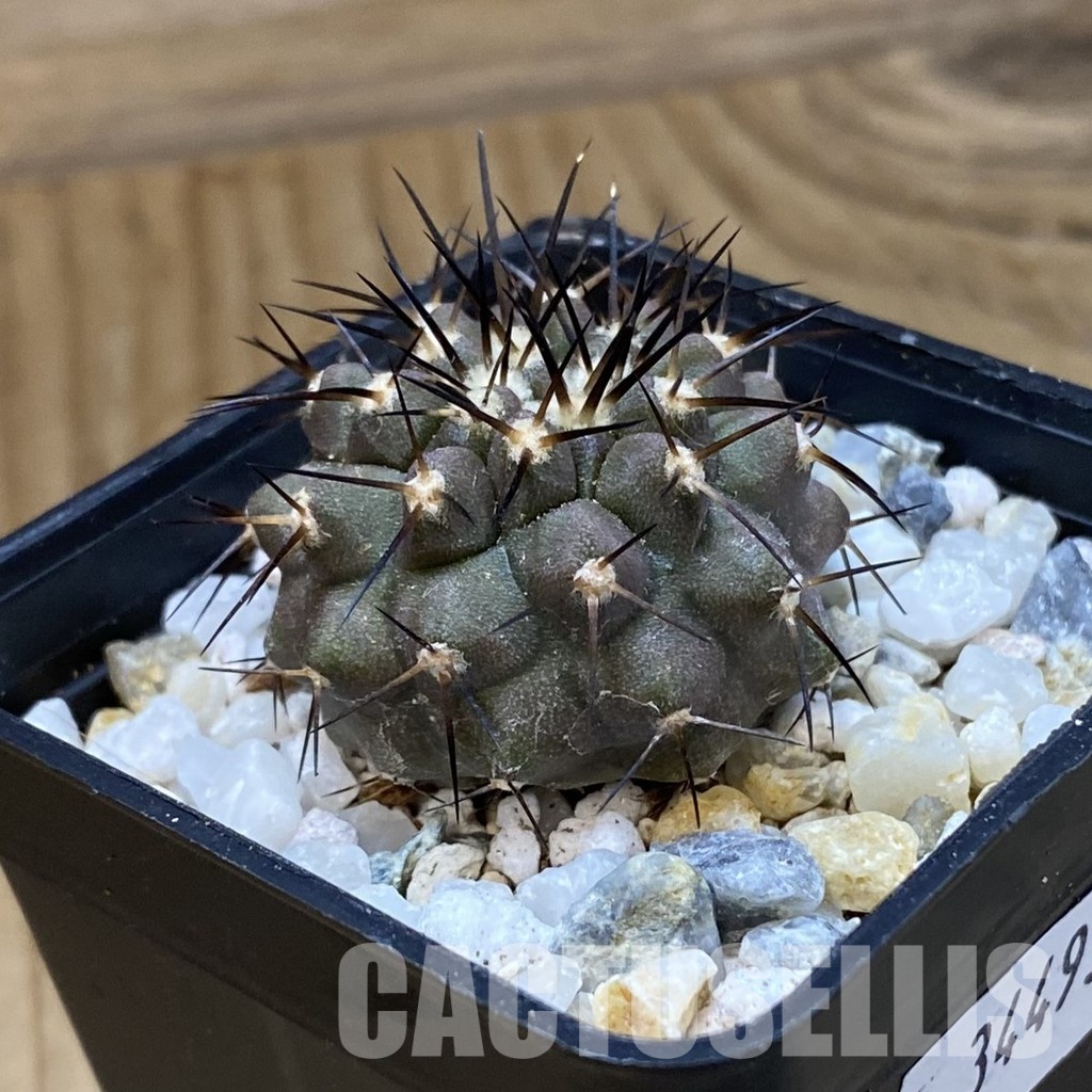 SH34493 Copiapoa cinerea f. solitaria PHA 3026, seedling - Image 2