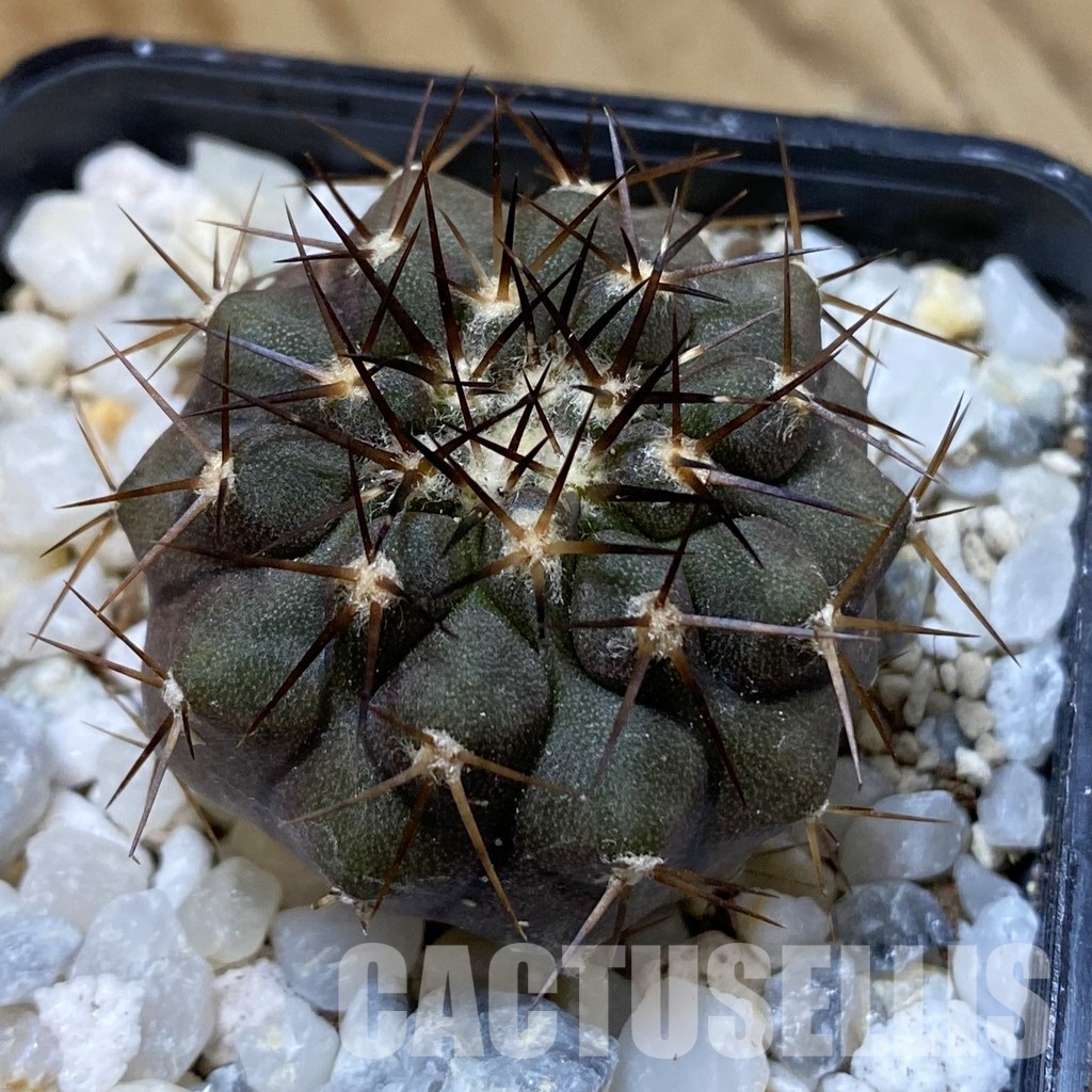 SH34494 Copiapoa cinerea f. solitaria PHA 3026, seedling
