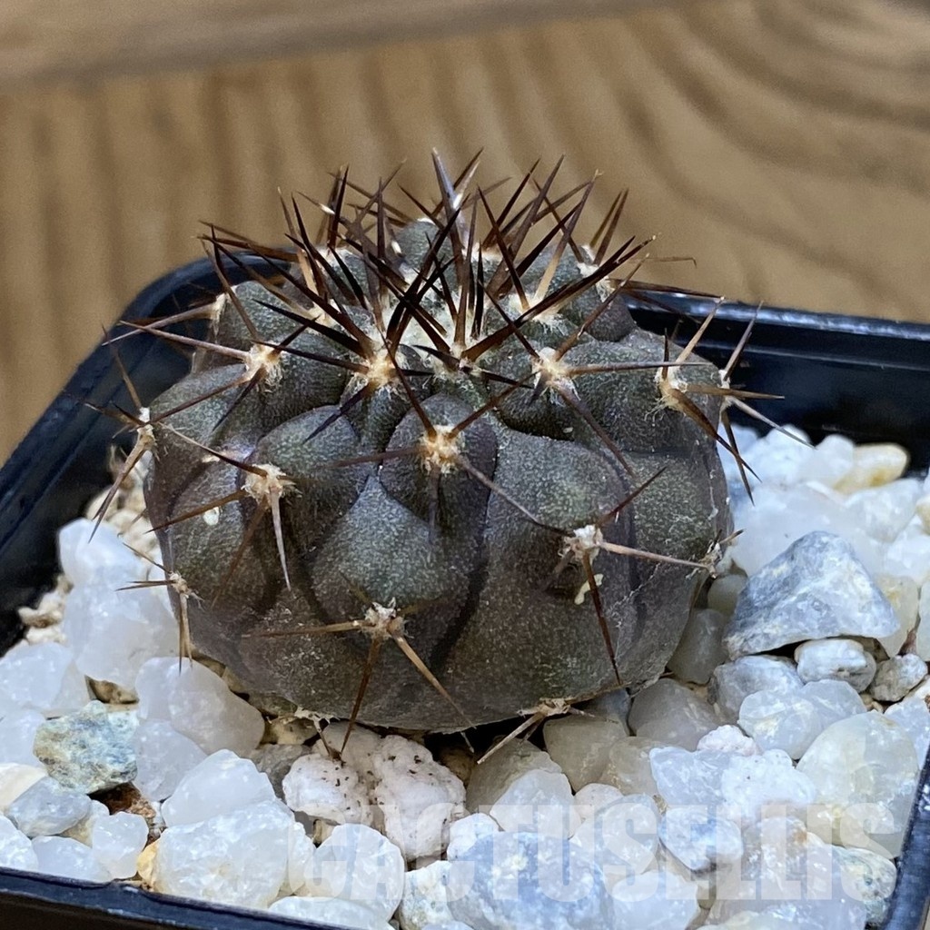 SH34494 Copiapoa cinerea f. solitaria PHA 3026, seedling - Image 2