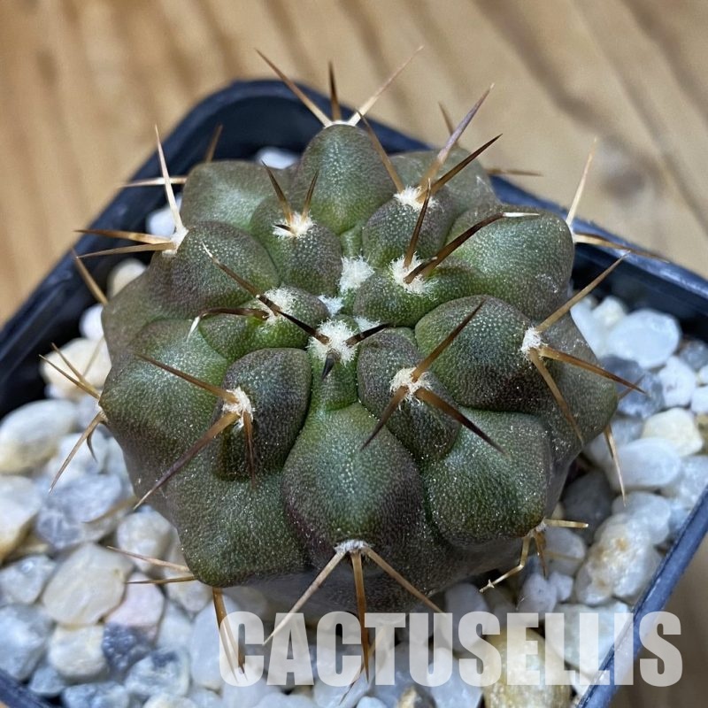 SH34495 Copiapoa cinerea f. solitaria PHA 3026, seedling
