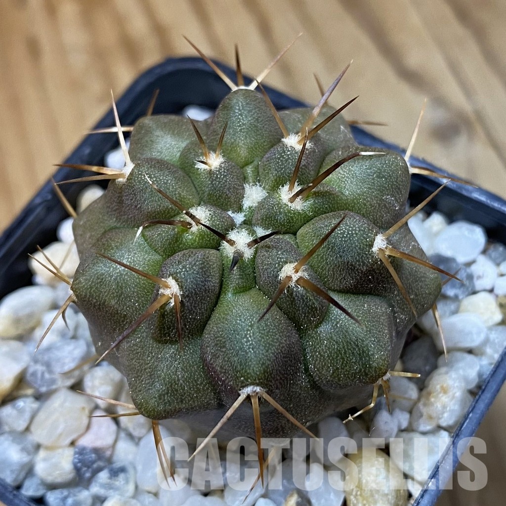 SH34495 Copiapoa cinerea f. solitaria PHA 3026, seedling