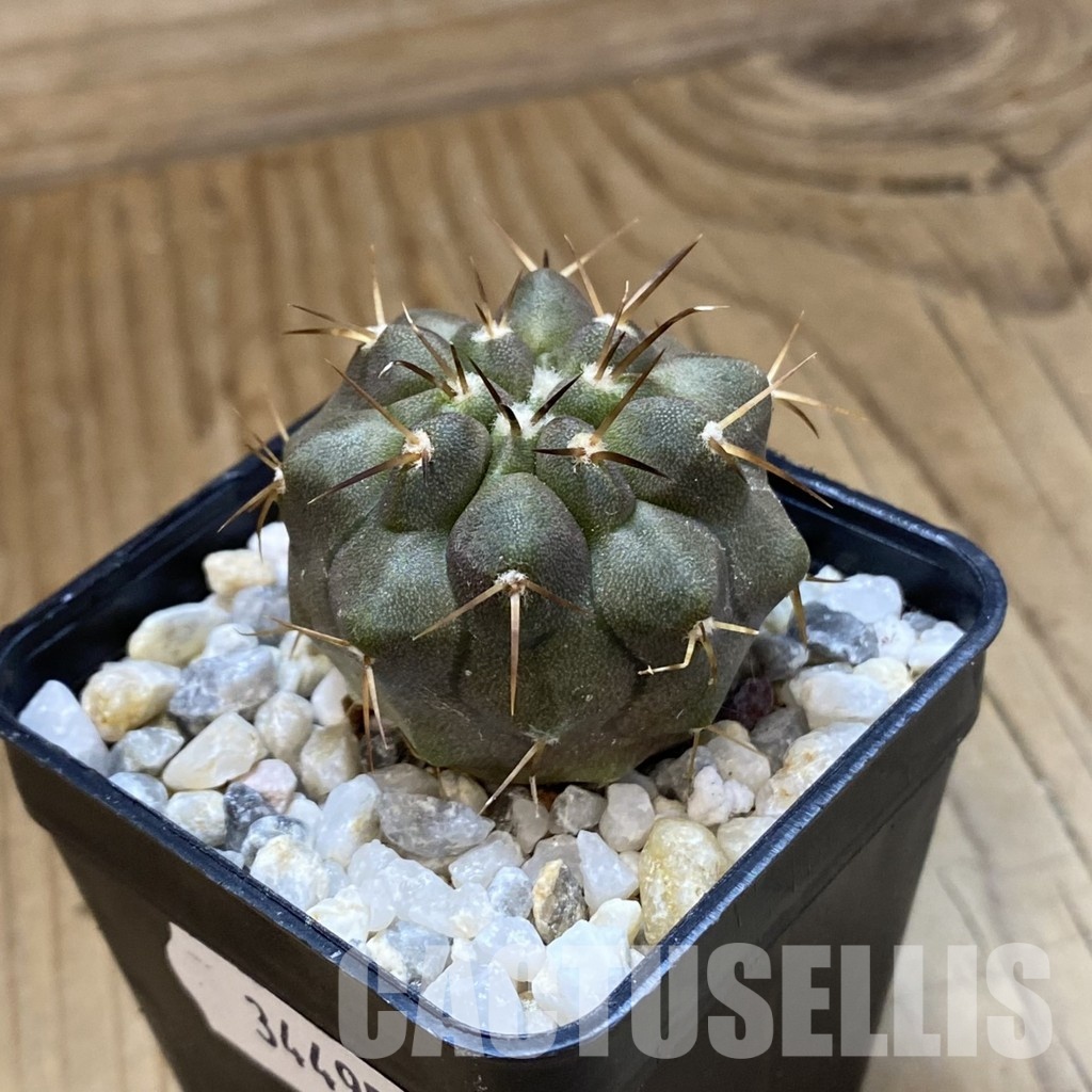 SH34495 Copiapoa cinerea f. solitaria PHA 3026, seedling - immagine 2
