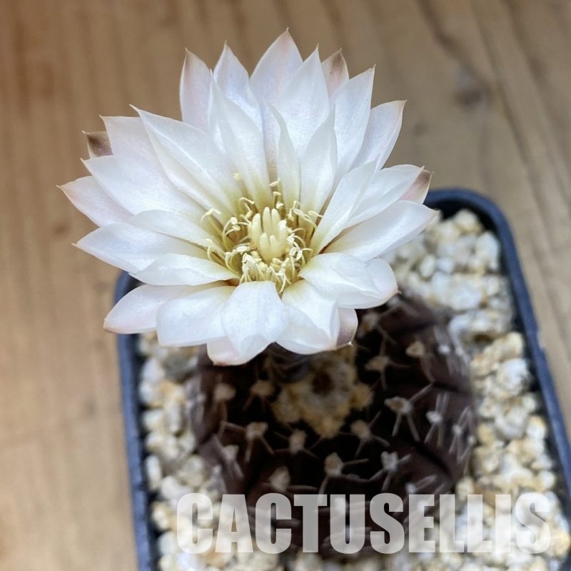SH34460 Gymnocalycium ragonesei