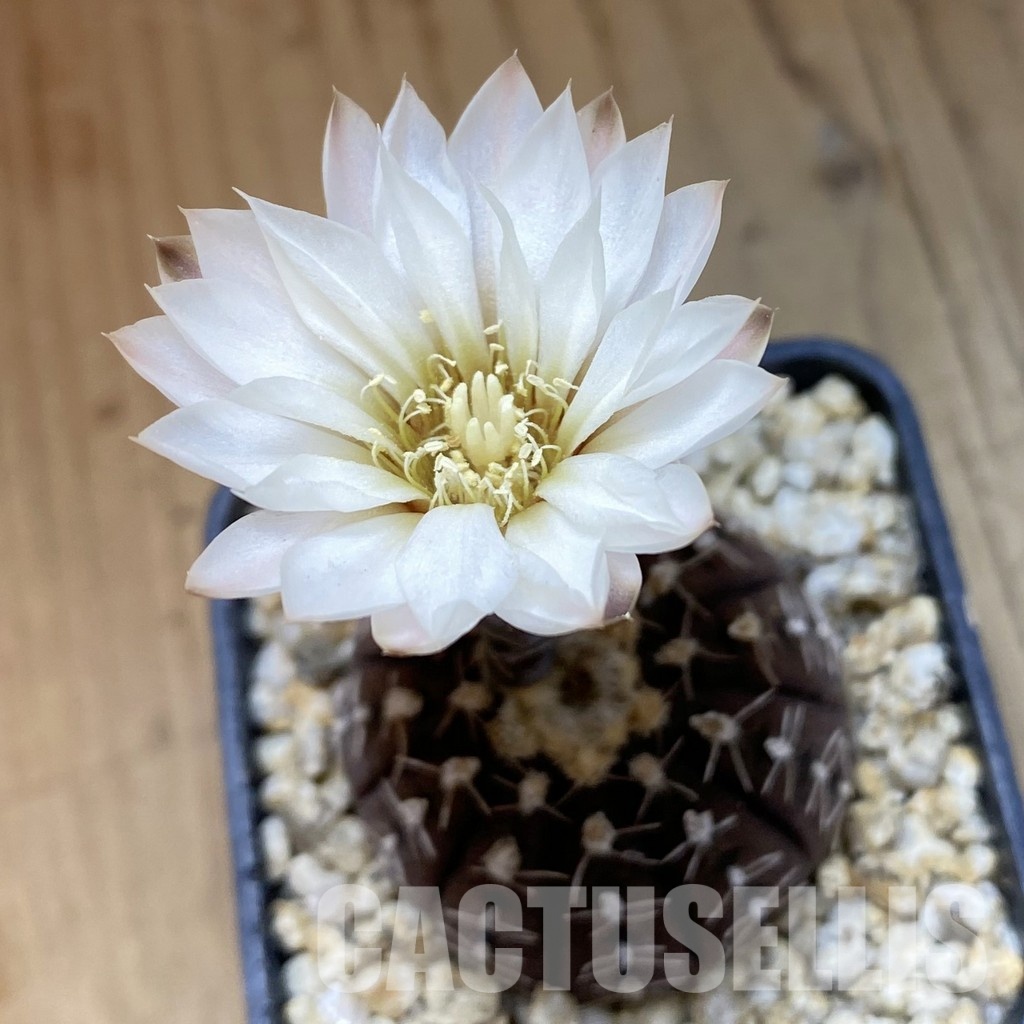SH34460 Gymnocalycium ragonesei