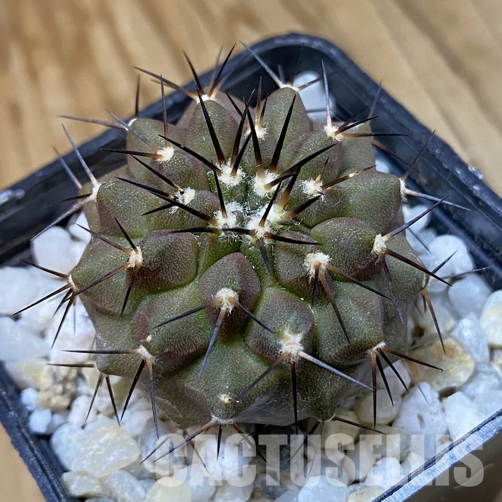 SH34496 Copiapoa cinerea f. solitaria PHA 3026, seedling