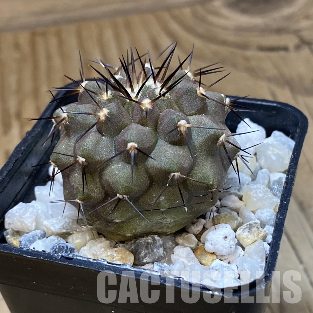 SH34496 Copiapoa cinerea f. solitaria PHA 3026, seedling - immagine 2