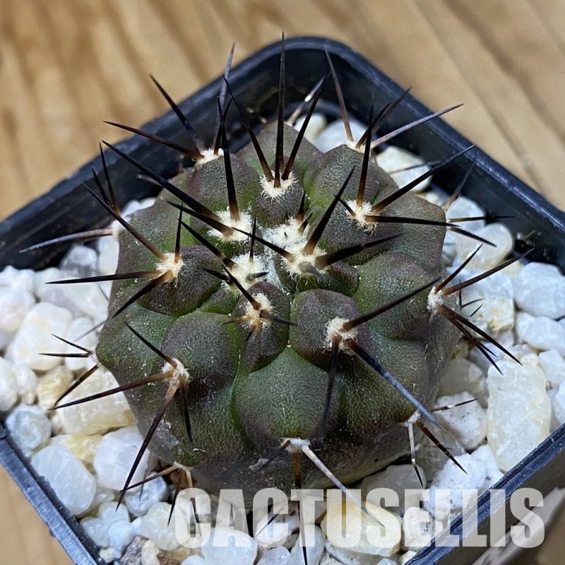 SH34497 Copiapoa cinerea f. solitaria PHA 3026, seedling