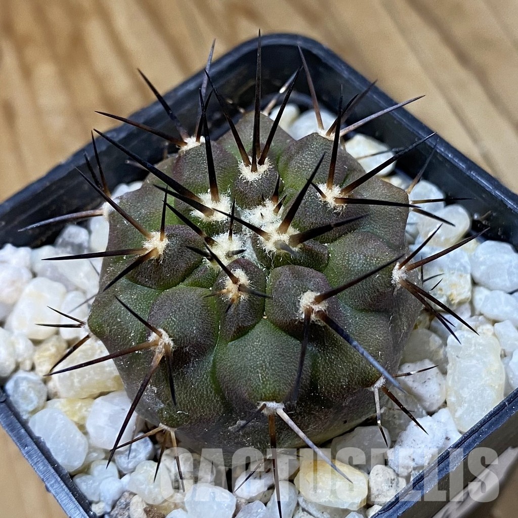 SH34497 Copiapoa cinerea f. solitaria PHA 3026, seedling