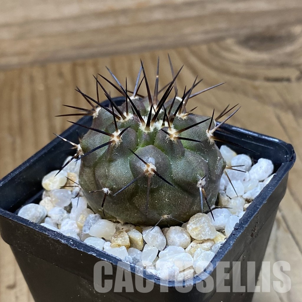 SH34497 Copiapoa cinerea f. solitaria PHA 3026, seedling - immagine 2