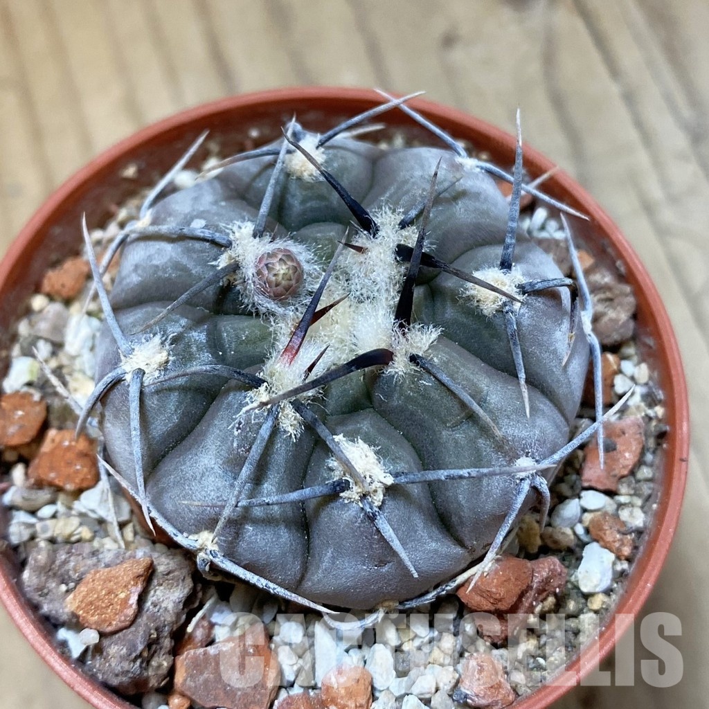 SH34498 Gymnocalycium esperanzae -Nueva Esperanza-