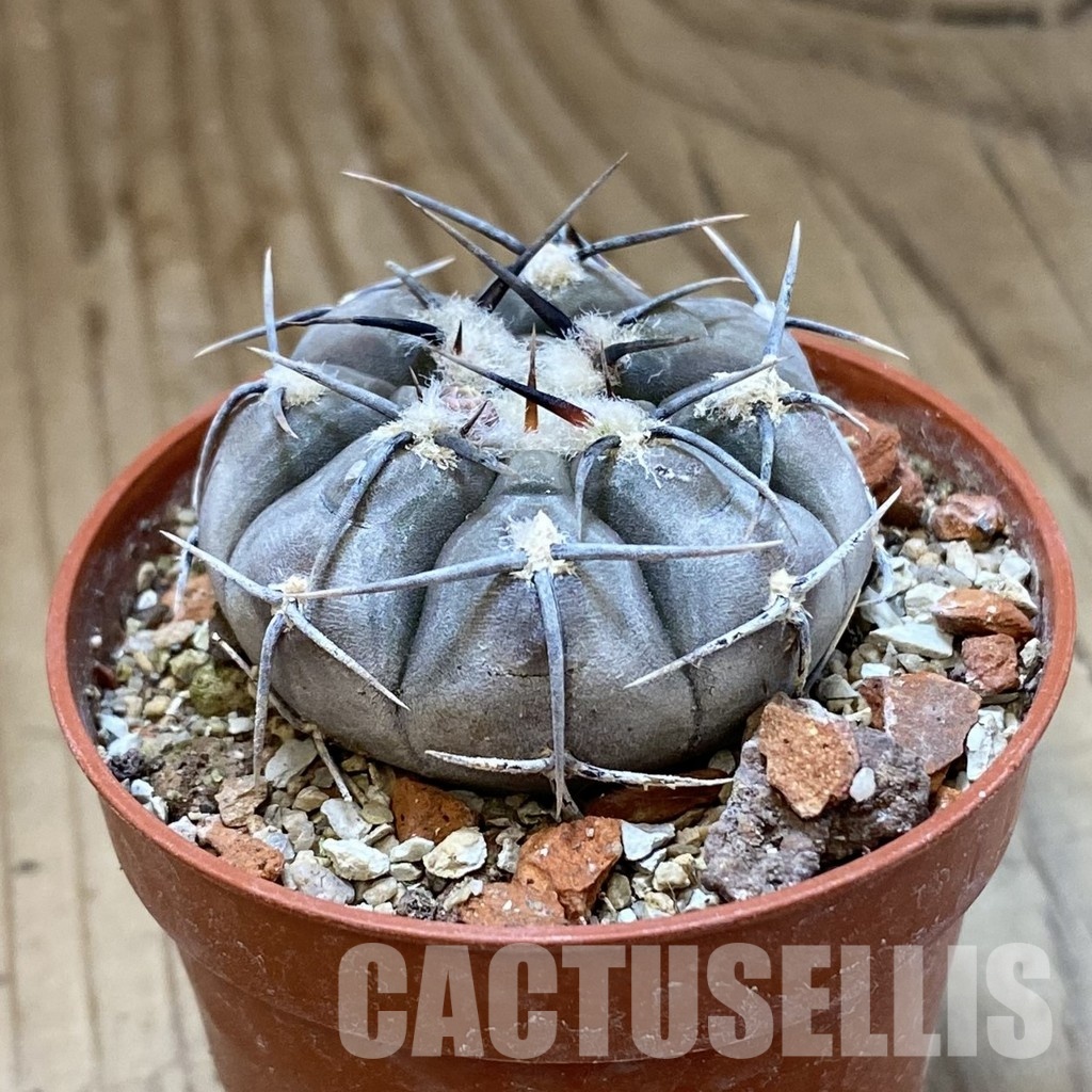 SH34498 Gymnocalycium esperanzae -Nueva Esperanza- - immagine 2