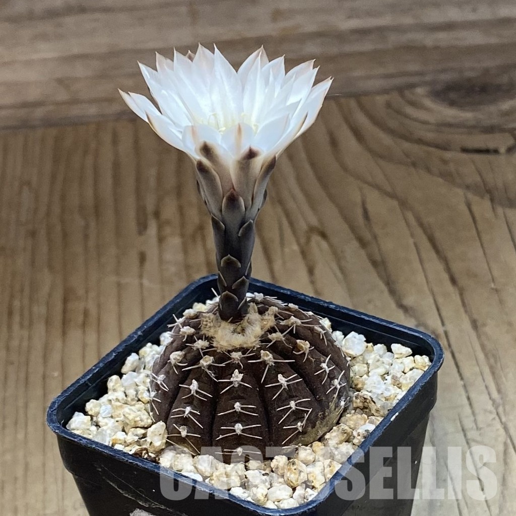 SH34460 Gymnocalycium ragonesei - Image 2
