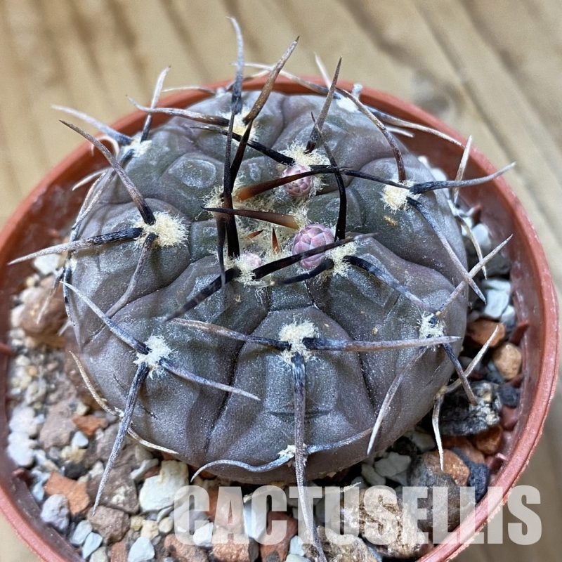 SH34499 Gymnocalycium esperanzae -Nueva Esperanza-