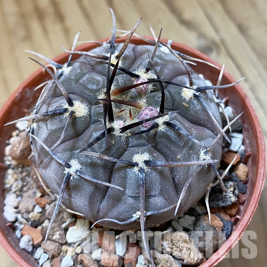 SH34499 Gymnocalycium esperanzae -Nueva Esperanza-
