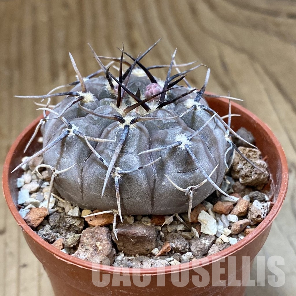 SH34499 Gymnocalycium esperanzae -Nueva Esperanza- - immagine 2