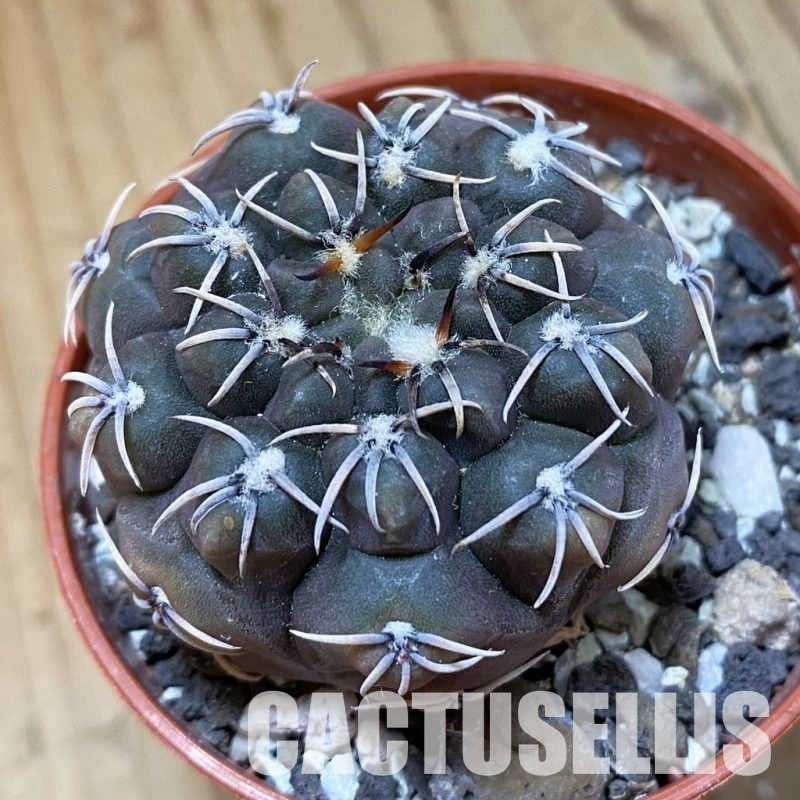 SH34500 Gymnocalycium robustum LF80