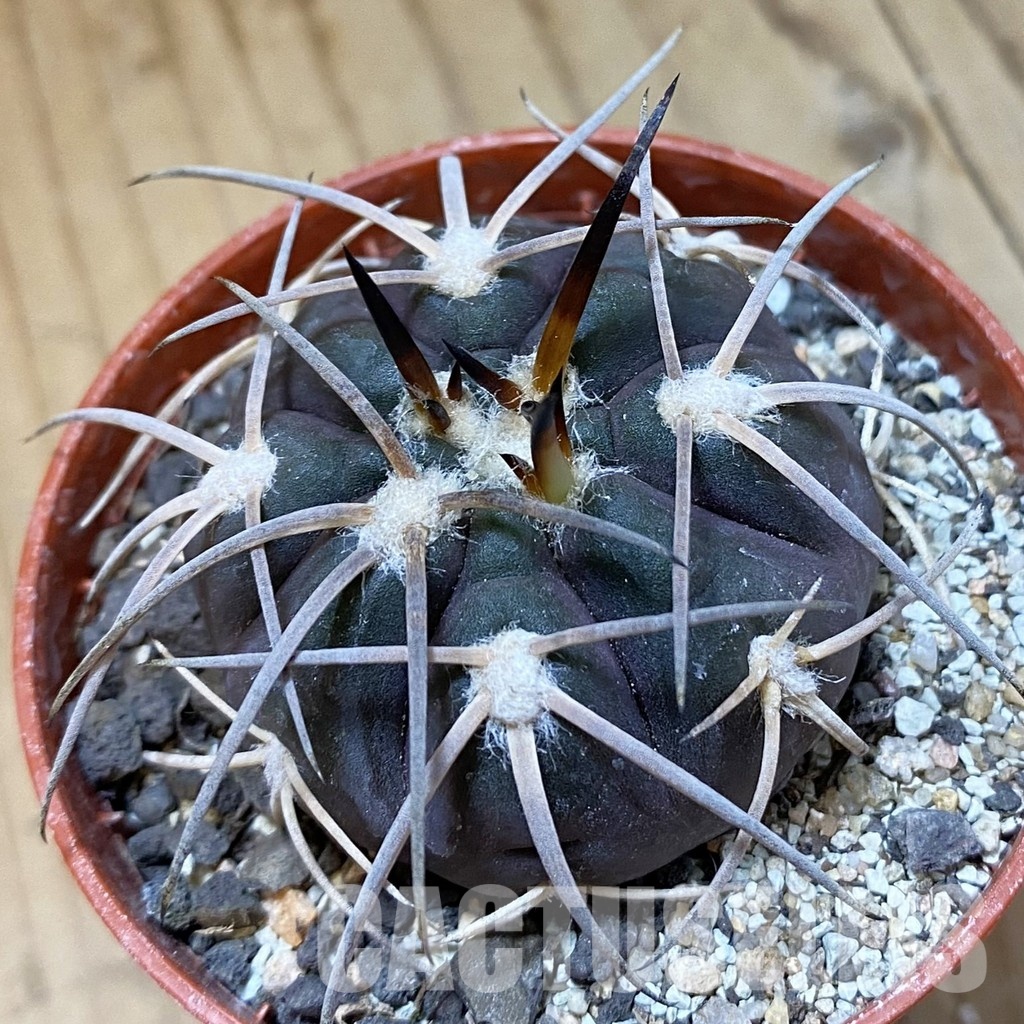 SH34501 Gymnocalycium spegazzinii VS 120