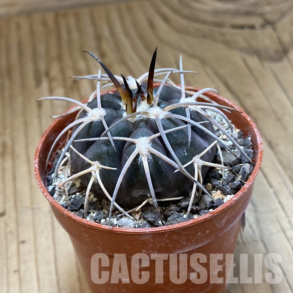 SH34501 Gymnocalycium spegazzinii VS 120 - immagine 2