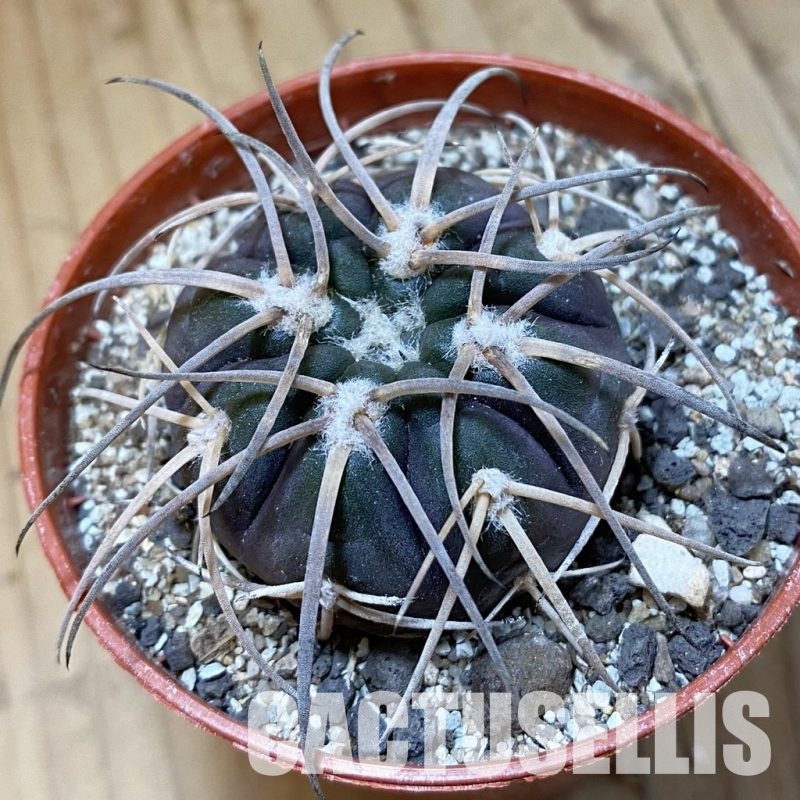 SH34502 Gymnocalycium spegazzinii VS 120