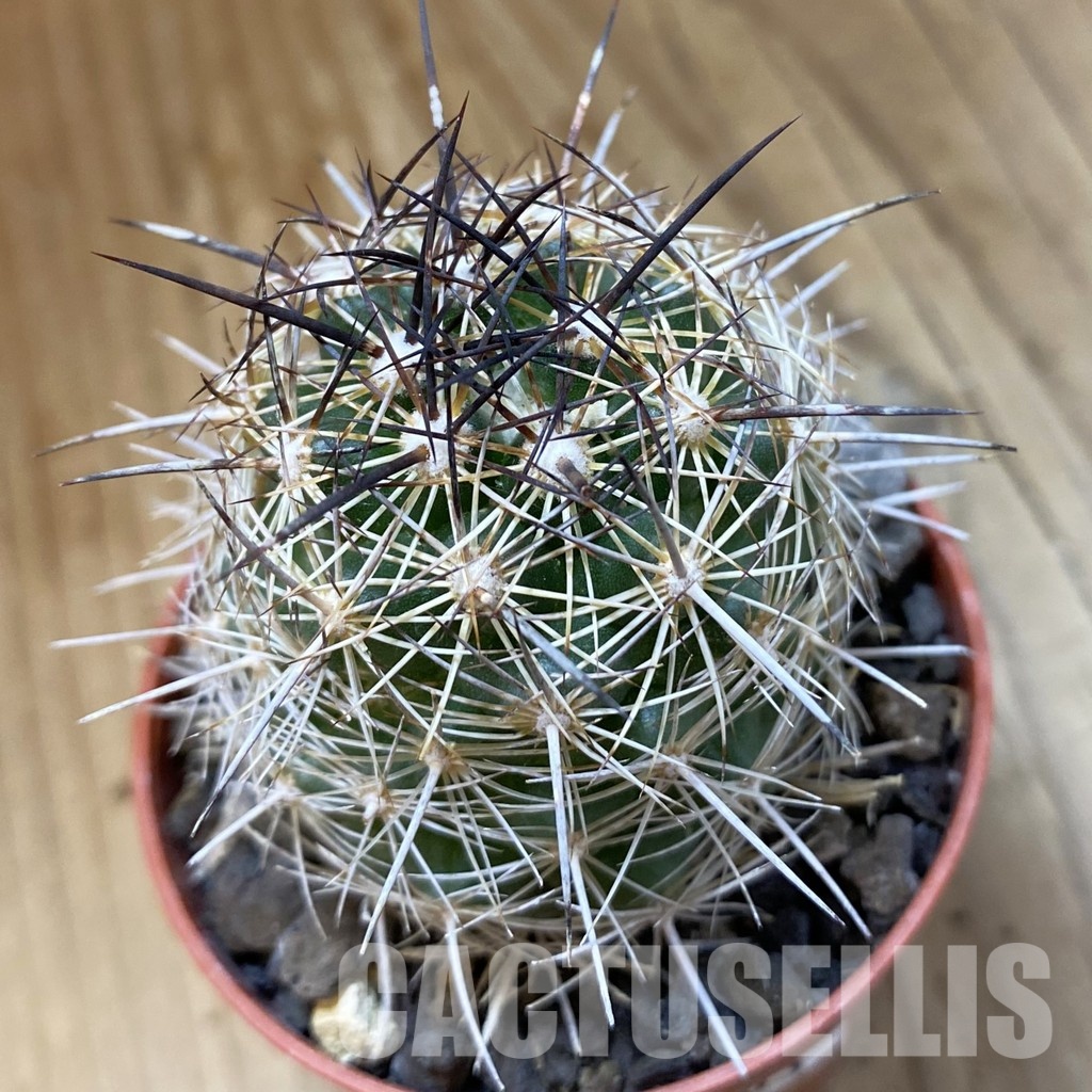 SH34503 Coryphantha aff. cornifera DM 42