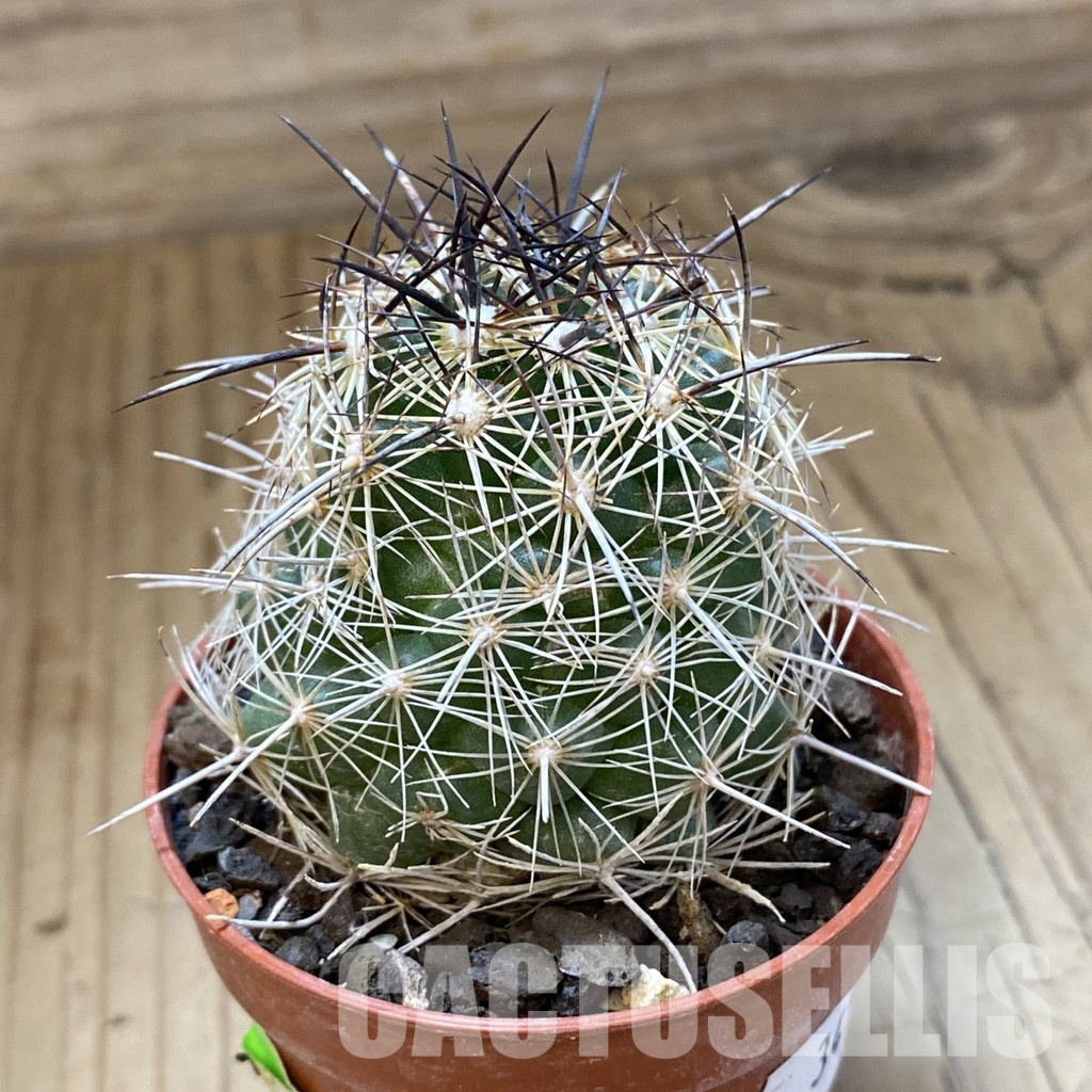 SH34503 Coryphantha aff. cornifera DM 42 - immagine 2