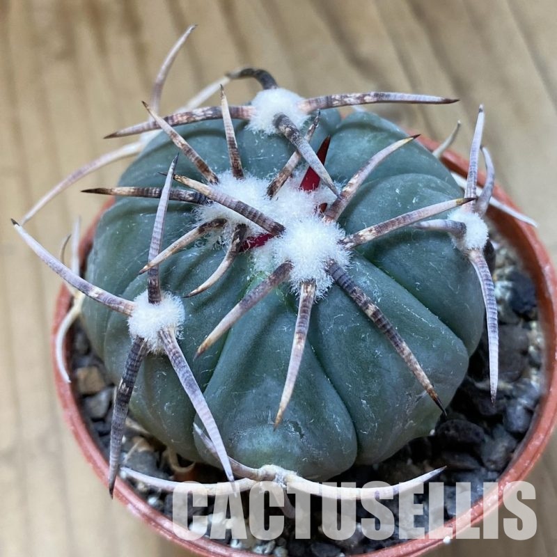 SH34505 Echinocactus horizonthalonius KMR 21