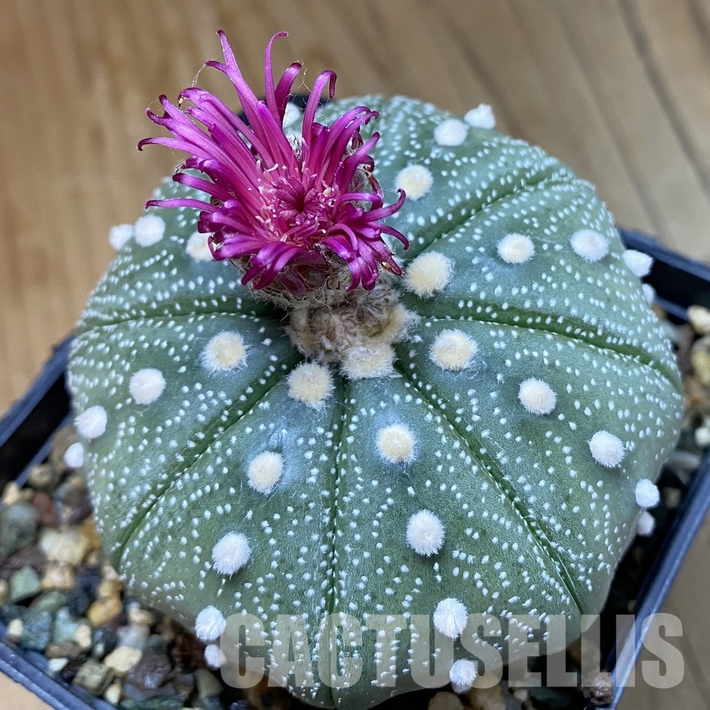 SH34461 Astrophytum asterias 'Shinshowa'