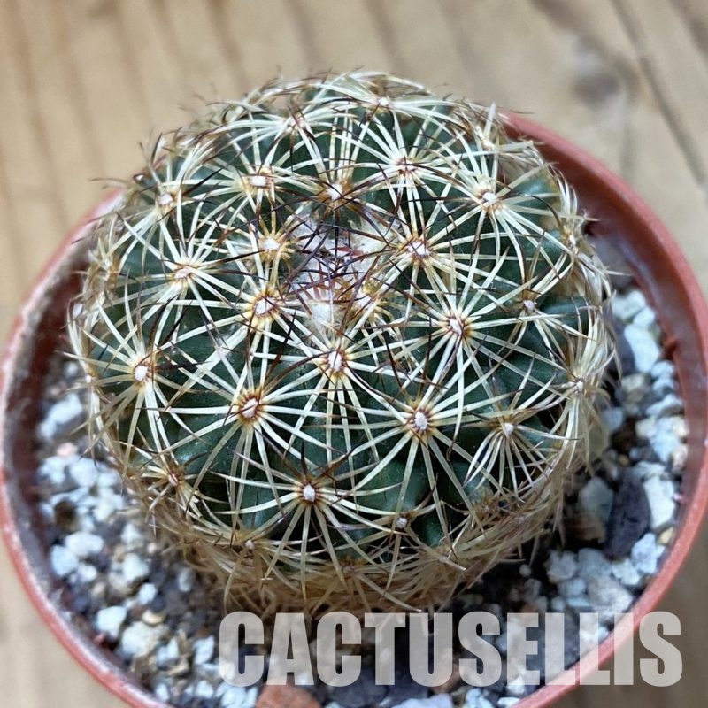 SH34506 Coryphantha sp. SLP RS1048, Guadalupe Victoria Sra Blanco