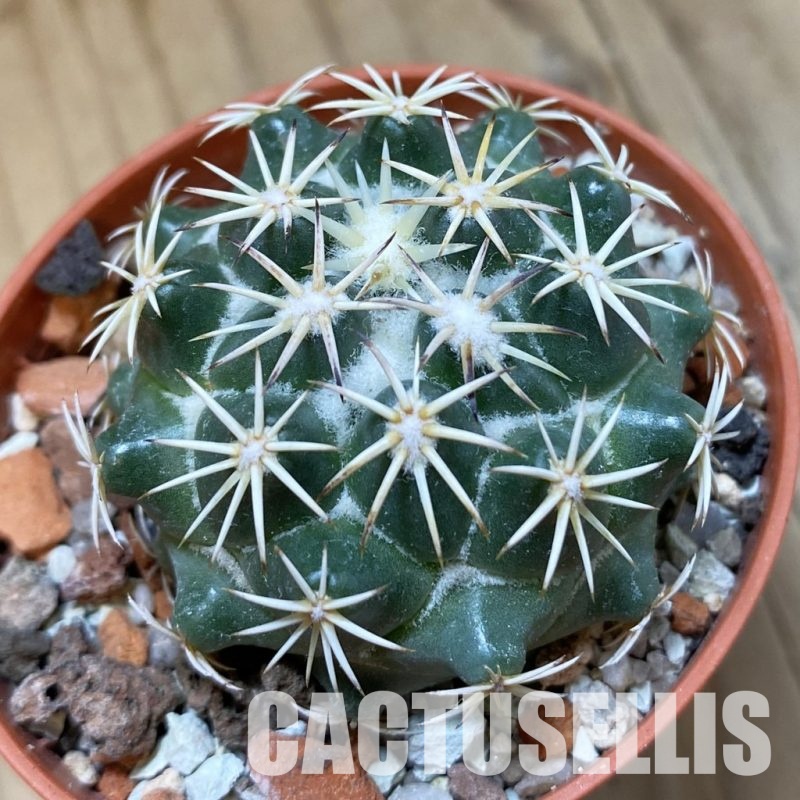 SH34507 Coryphantha tripugionacantha PP1012