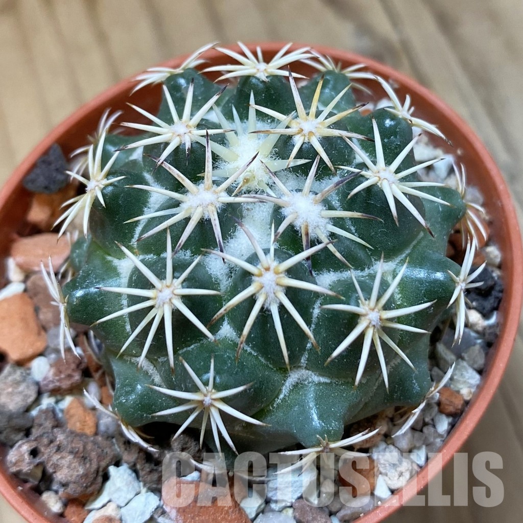 SH34507 Coryphantha tripugionacantha PP1012