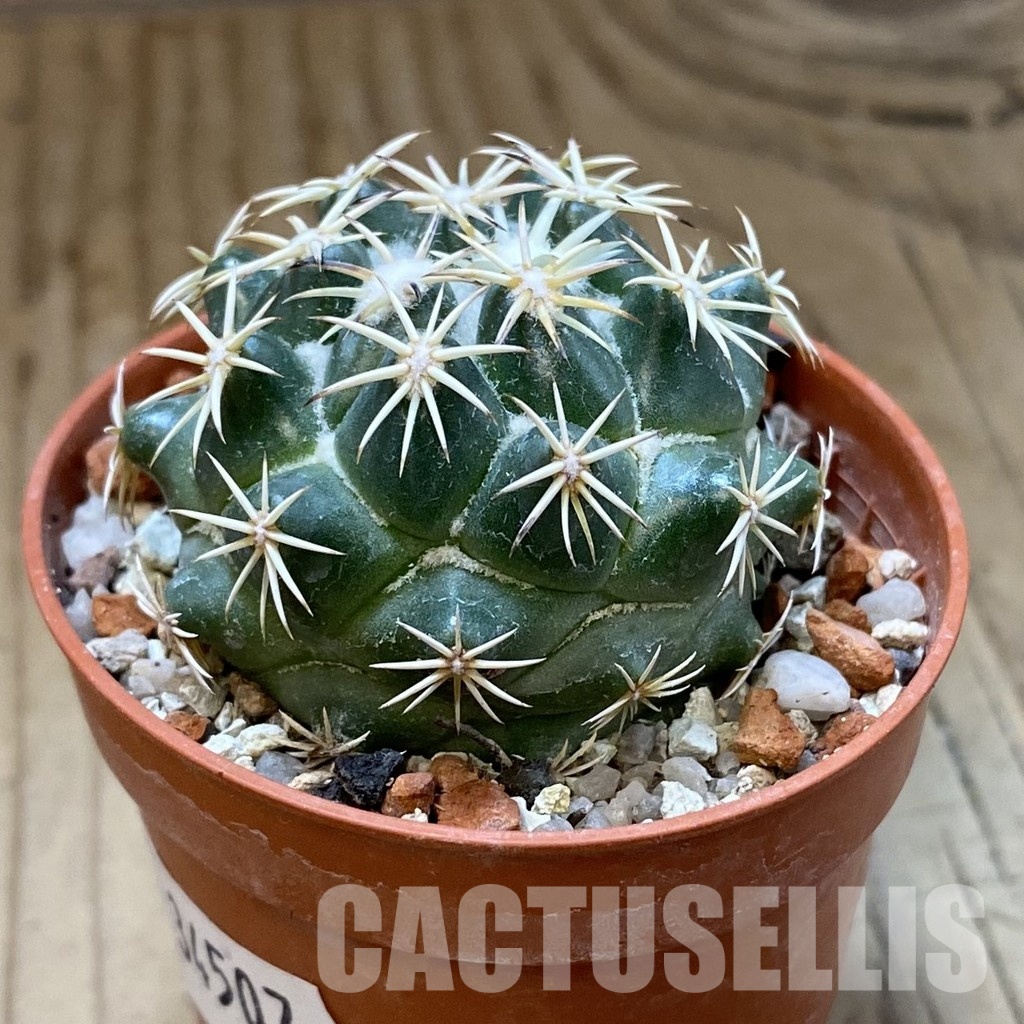 SH34507 Coryphantha tripugionacantha PP1012 - Зображення 2