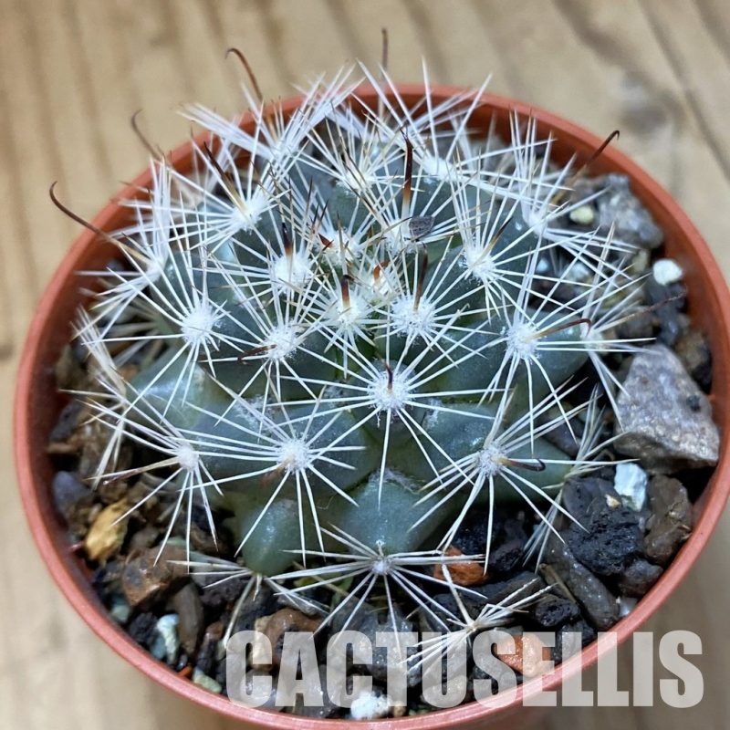 SH34508 Mammillaria boolii