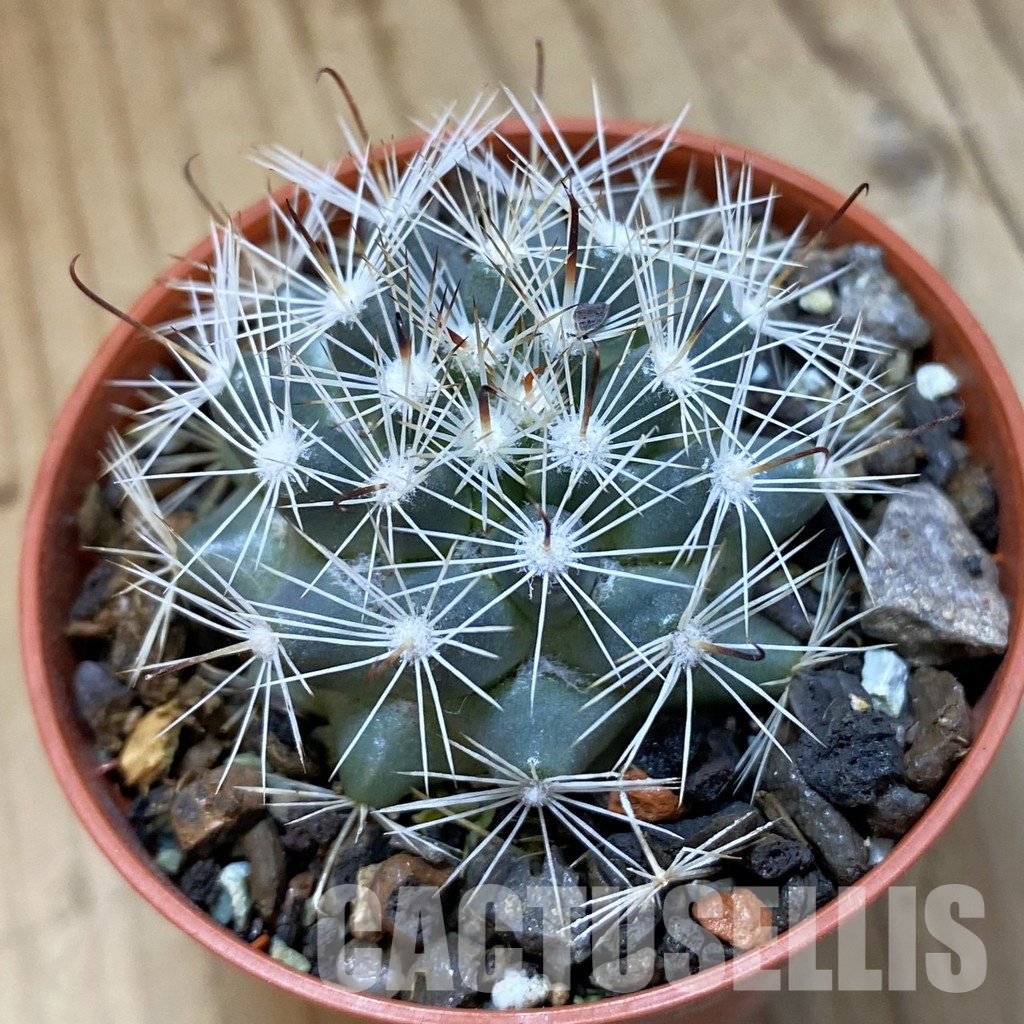 SH34508 Mammillaria boolii