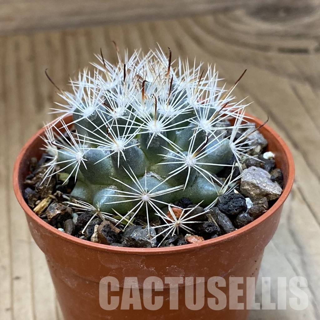 SH34508 Mammillaria boolii - Зображення 2