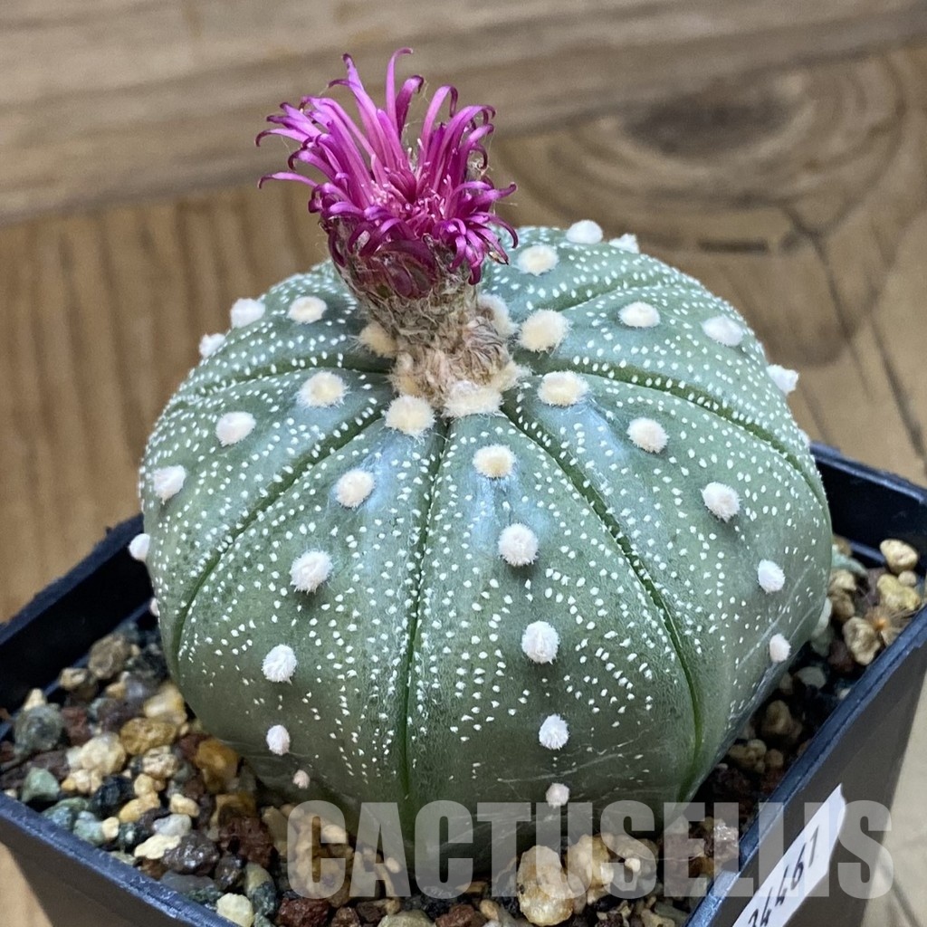 SH34461 Astrophytum asterias 'Shinshowa' - Image 2