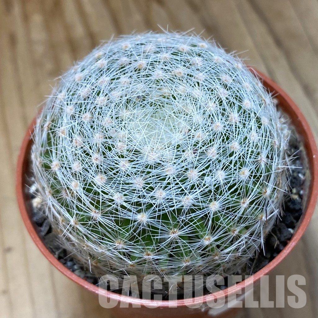 SH34509 Mammillaria lenta