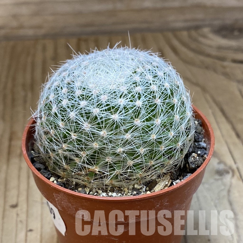 SH34509 Mammillaria lenta - Image 2
